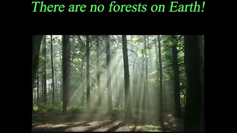 There Are No Forests On Earth, Only Ancient Trees