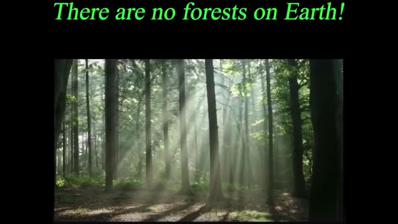 There Are No Forests On Earth, Only Ancient Trees