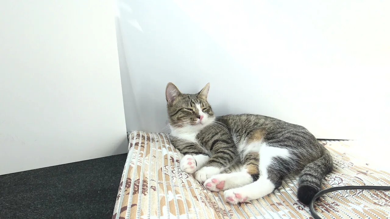 Sleepy Kitty Moves His Tail