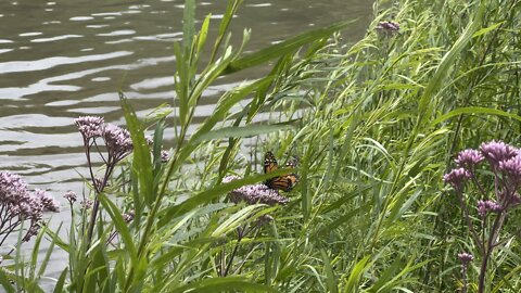 A little further down Humber River