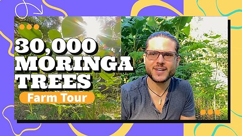 Powerful Summer Growth Progress & High Production from 30,000 Moringa Tree Farm in Florida