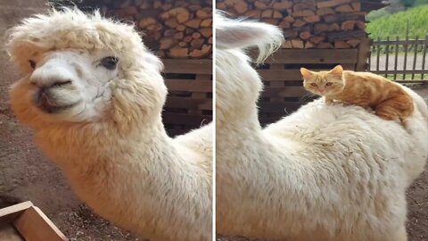 You've got a friend in me