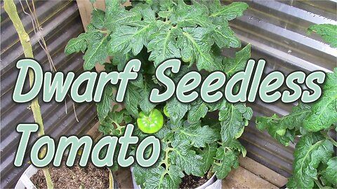 Tomato Review: Dwarf Parthenocarpic - Part 1