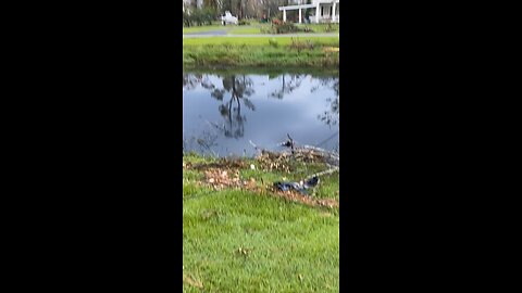 Gator in the Bayou