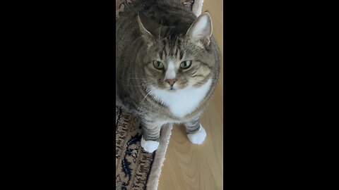 Cat is Confused But cute 😂👑