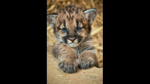 Cat? I'm a Kitty Kat!