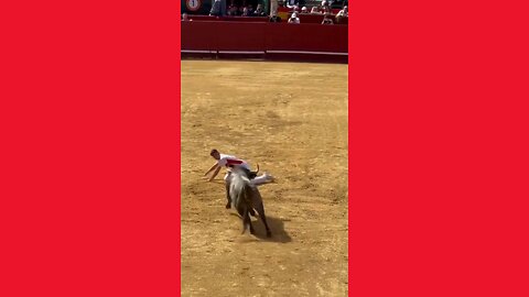animal clips
