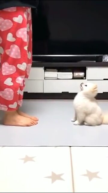 Cute puppy dancing