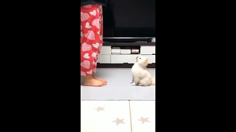 Cute puppy dancing