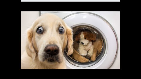 👍 Best Funny Dogs 🐶 And Cats 😹 Of The Month