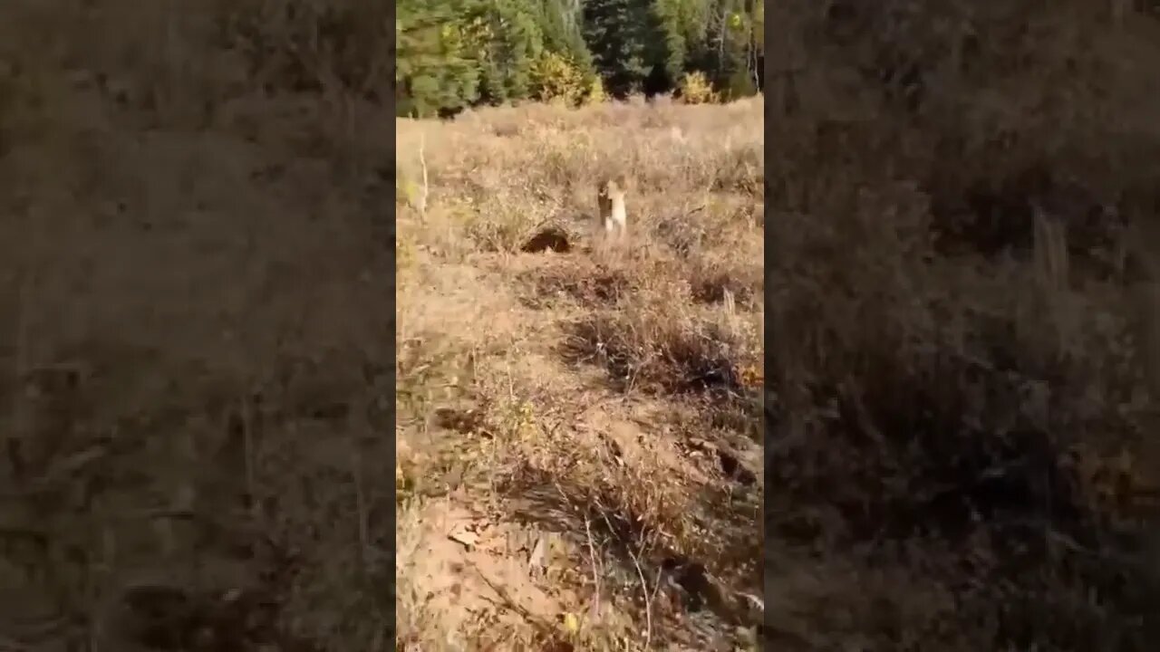 Mans fights against Lion