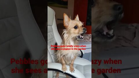 Does your Chorkie scream like this? #doglover #cutedog #chihuahua