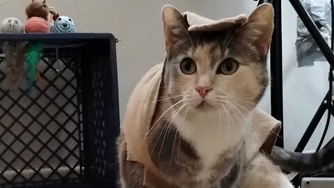 COHi's request to live stream is under review (her link is in the description)