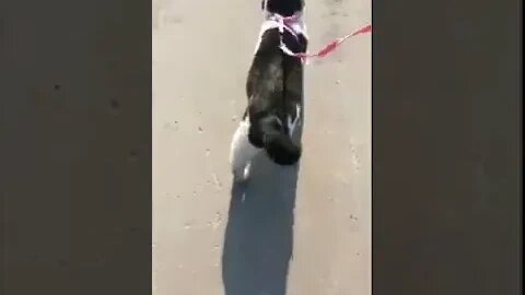 Funniest Pets - Funniest Animals - CAT- 'Got You!'😂 😃