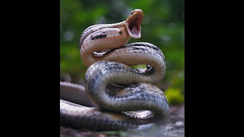 Copper head Trinket snake