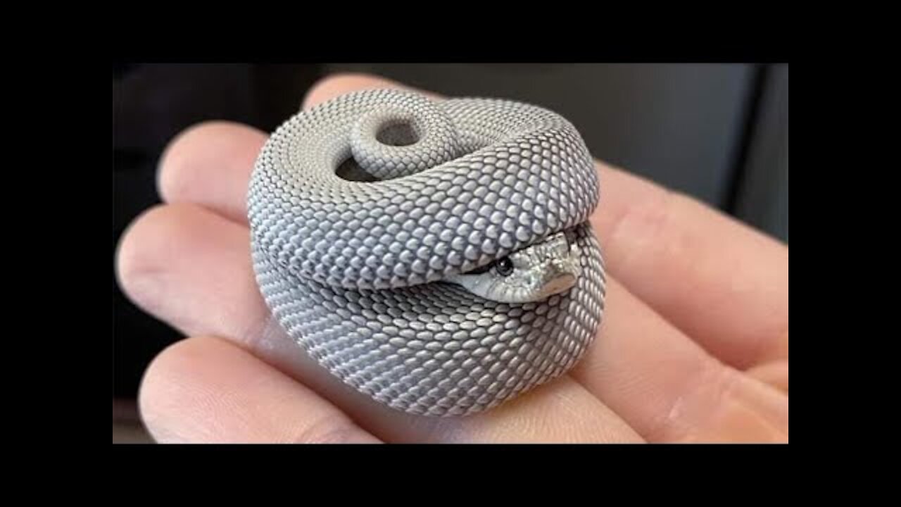 WATCH How Snakes Can Be Cute Too - Funny Snake Video 2021 | Pets Town
