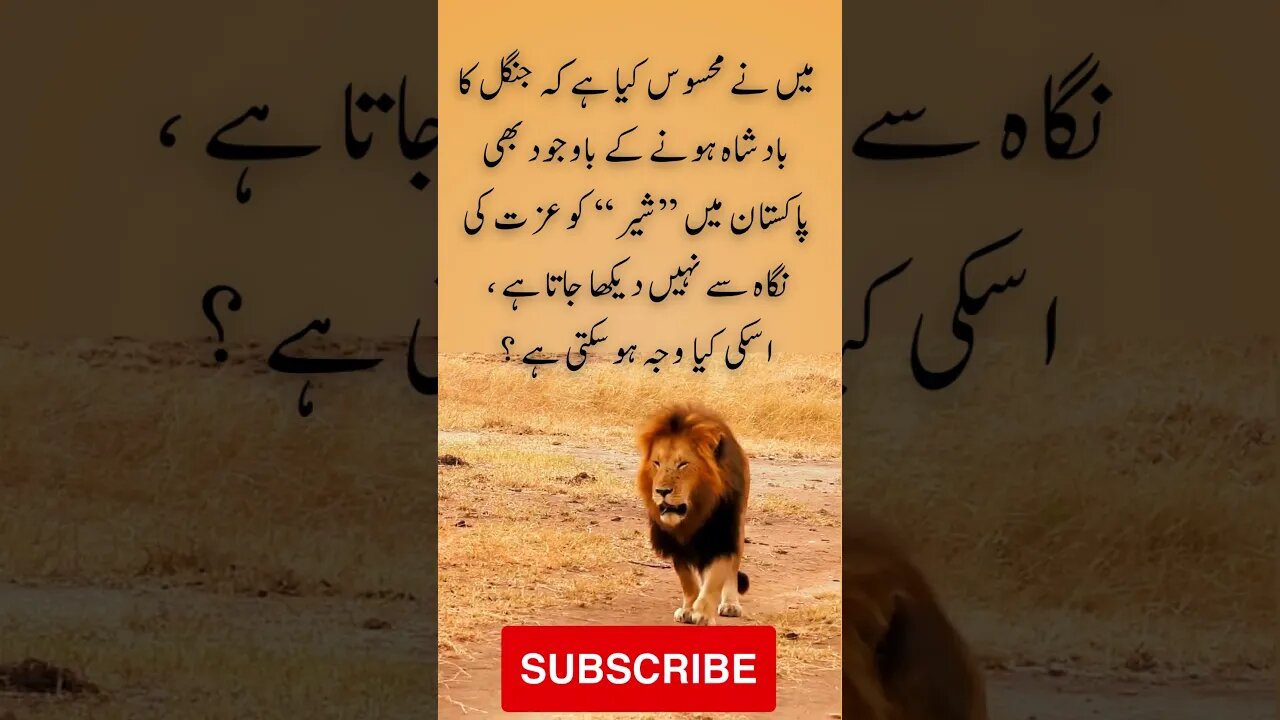 Lion is king of jungle with no respect here | interesting facts | funny quotes | joke in Urdu