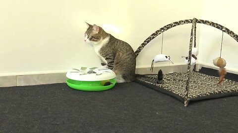 Cat Gets a New Roundabout Toy