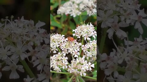 Hi #naturelover #yorkshire #flyingbeast #uk