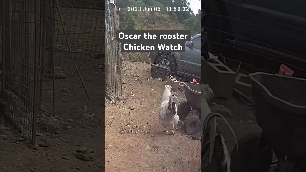 Farm surveillance. Oscar the rooster