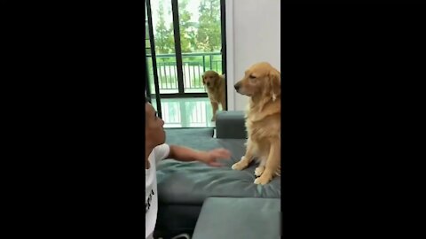 Funny and cute pets