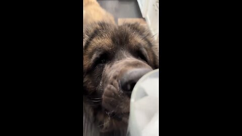 When your dog turns into an ice cube enthusiast ❄️🐾 #IceIcePuppy
