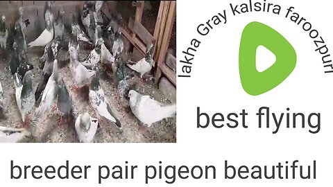 Lakha gray breeder pair kalsira breeder pair pigeon beautiful tadeey