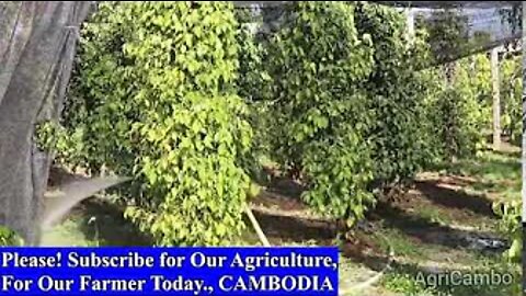 AgriCambo Live Stream