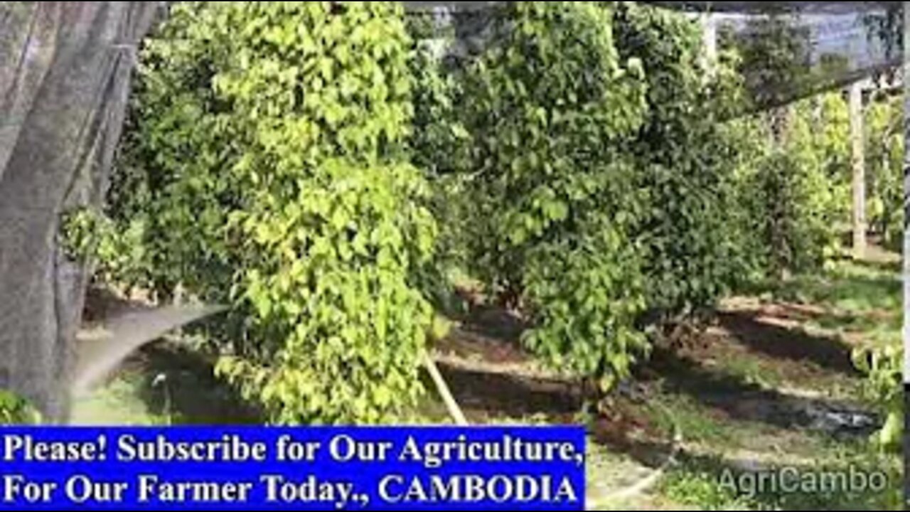 AgriCambo Live Stream