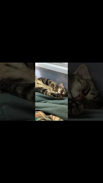 Kitten completely relaxed next to dog