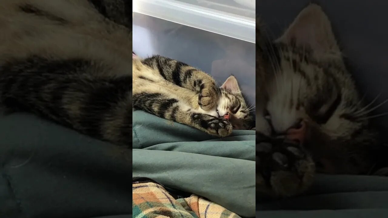 Kitten completely relaxed next to dog