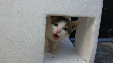 Cat in a picture frame.(44day old cat (After stopping breastfeeding)-part1)