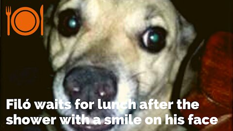 Filó waiting for lunch after shower