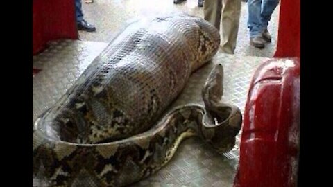 Anaconda attack