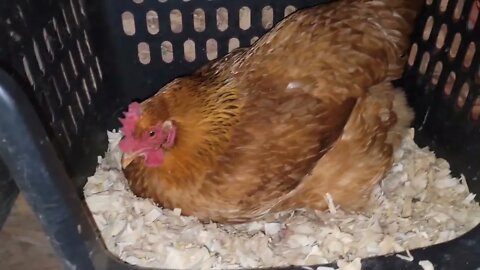 Just a day in our life... #lifewithdogs #chickens #homestead