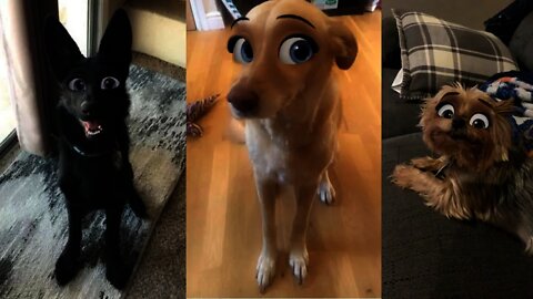 COLETÂNEA CACHORROS E GATOS COM FILTRO CARTOON 😂😂