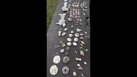 Beach Finds 10/16/2024 | 4K