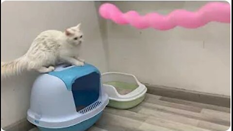 Cute cats play with big balloons so funny