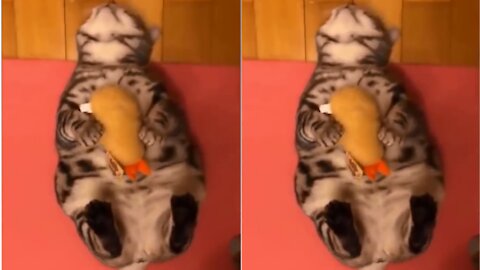 Adorable images of funny cats