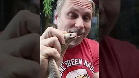 Do not try this or anything like this yourself 🚫 I’m trained when it comes to venomous snake