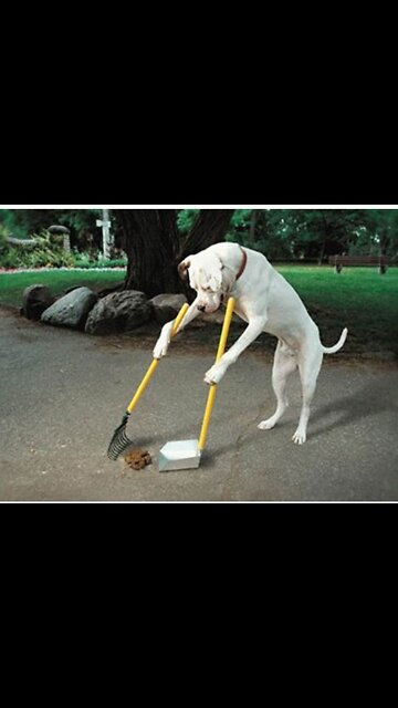 The Safe Shed: Dog Poop