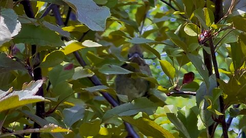 Juvenile Cardinal all quiet when I am near it