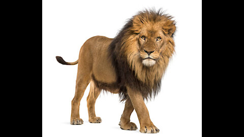 Angry Lion Snarls at me