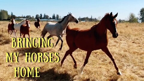 Moving My Horses to My New House + New Product Try On VLOG