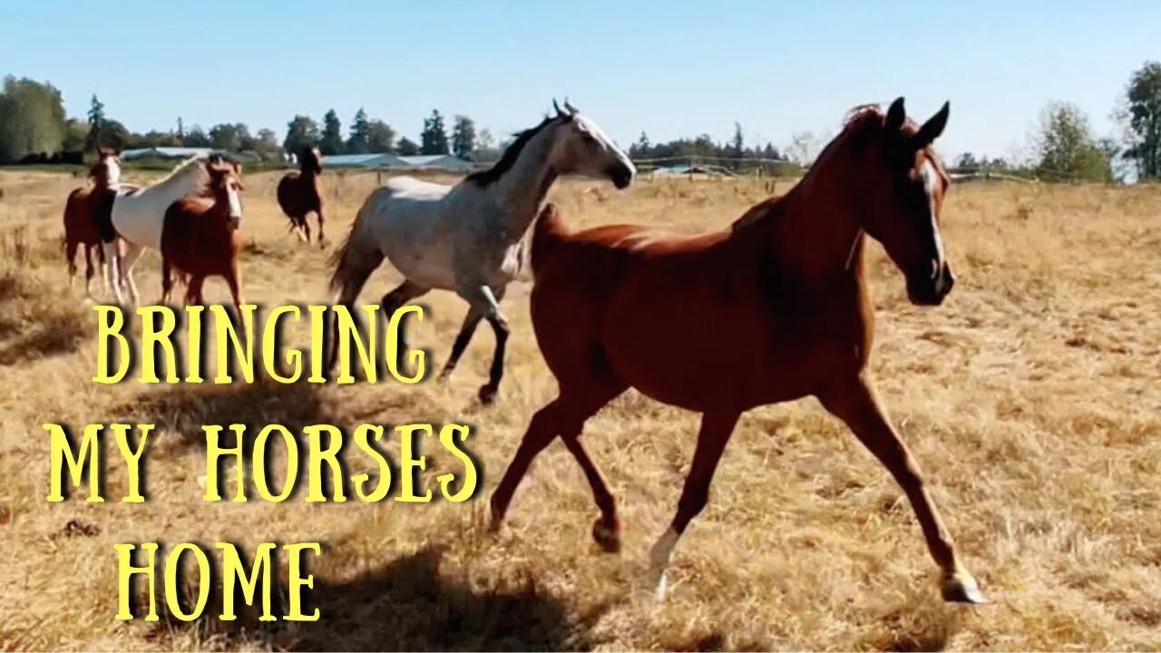 Moving My Horses to My New House + New Product Try On VLOG