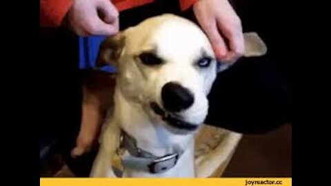Try not to laugh with these animals ( PART 2 )