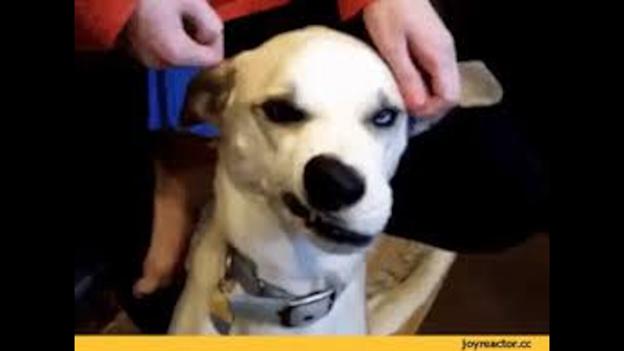 Try not to laugh with these animals ( PART 2 )