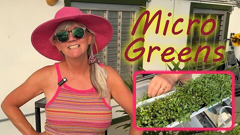 How to Grow High-Yield MICROGREENS