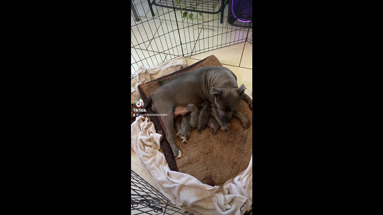 Pittbull puppies