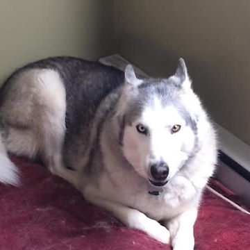 Extremely Stubborn Husky Throws Epic Temper Tantrum